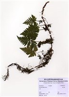 藏品(陰石蕨)的圖片